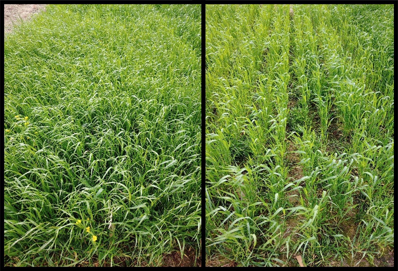 Managing Your Weeds in Wheat this Spring